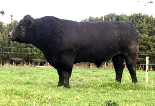 Raff Angus sires and females